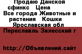  Продаю Данской сфинкс › Цена ­ 2 000 - Все города Животные и растения » Кошки   . Ярославская обл.,Переславль-Залесский г.